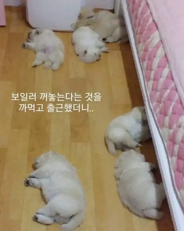 운전하는데 강아지가 인사해 줌 (2/20)