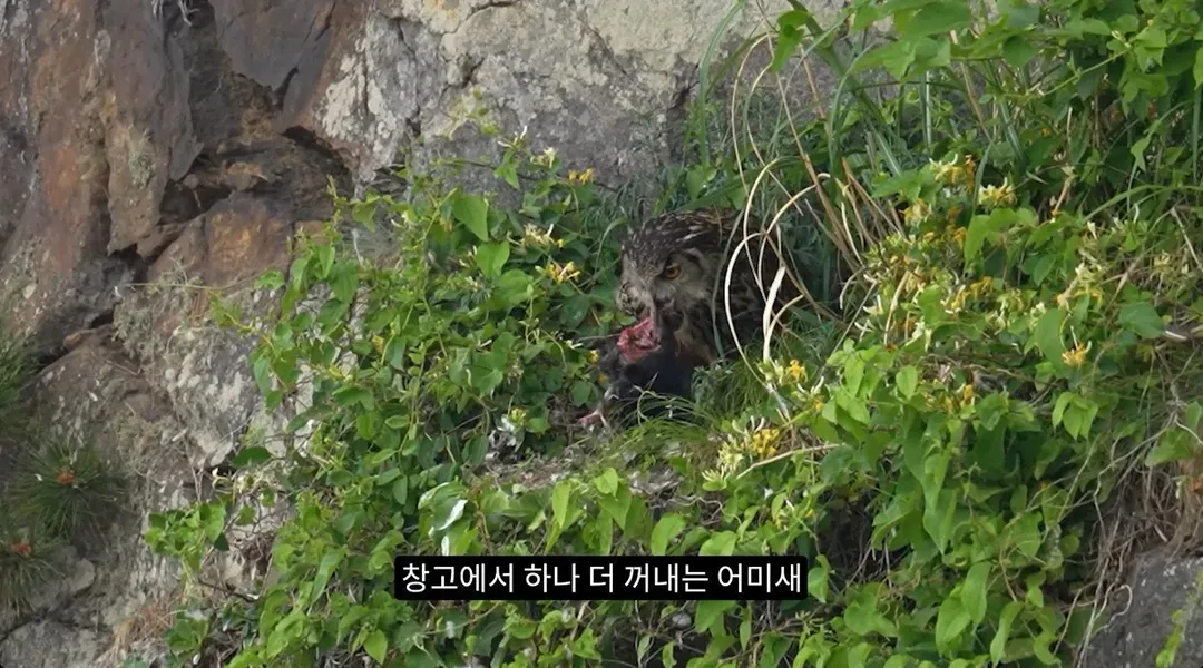 최근 수리부엉이가 먹이로 잡고 있다는 동물ㄷㄷ (10/12)