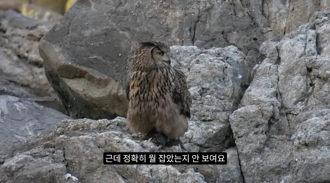 최근 수리부엉이가 먹이로 잡고 있다는 동물ㄷㄷ (3/12)