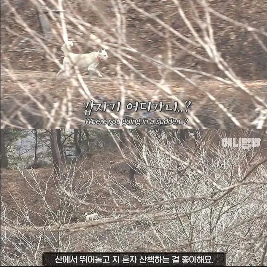 절에사는 개가 식탐이없는이유 (4/8)
