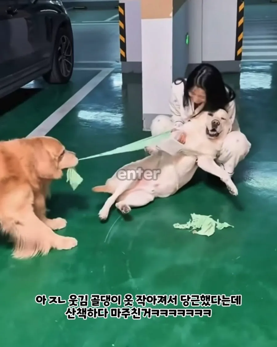 당근에서 강아지 옷 함부로 사면 안 되는 이유 (2/3)