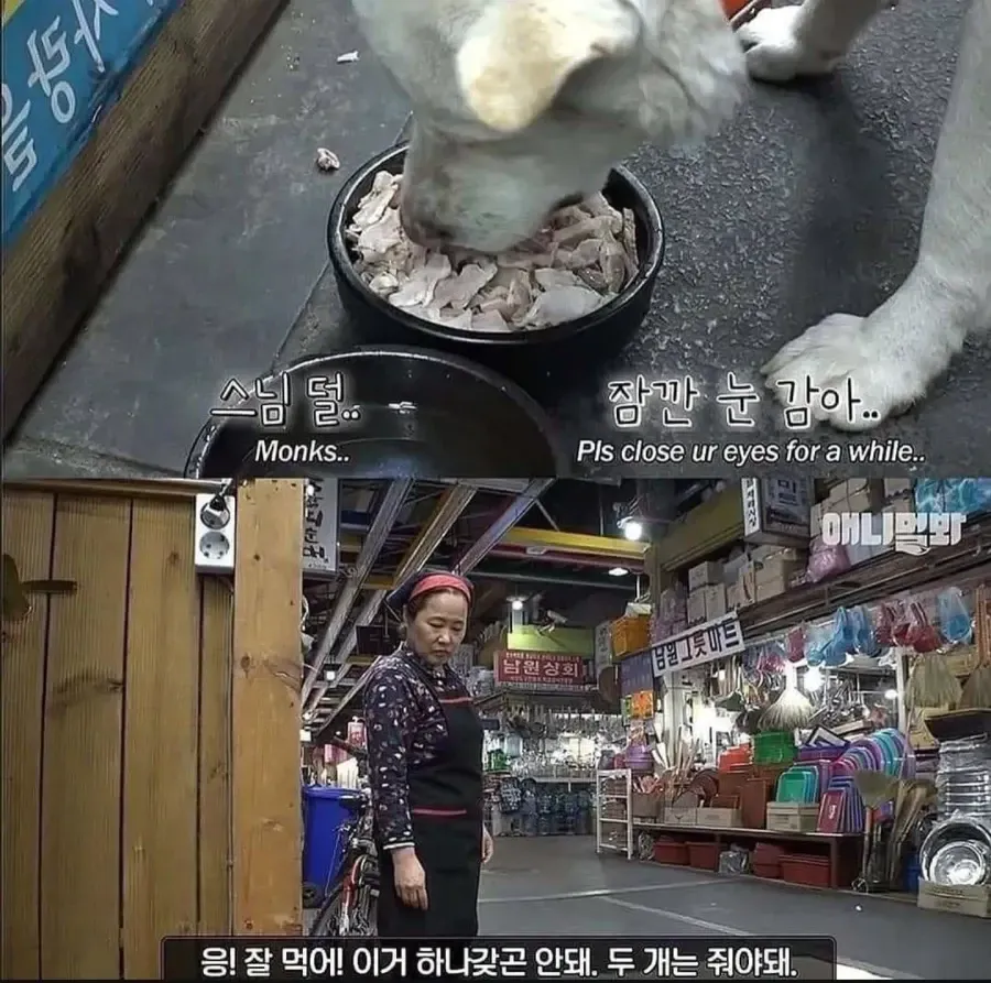 절에사는 개가 식탐이없는이유 (5/8)