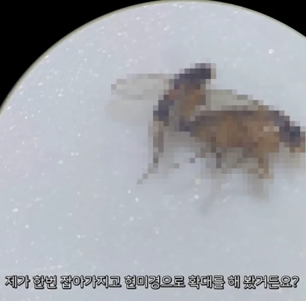 벼룩파리의 불편한 진실 (2/7)