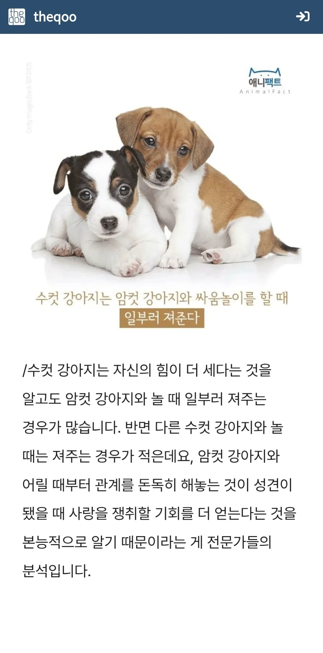 수컷 강아지, 암컷 강아지와 놀때 일부러 '져준다' (2/4)