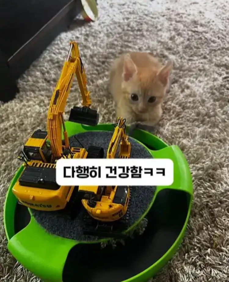 팀원이 된 고영이.jpg (4/7)