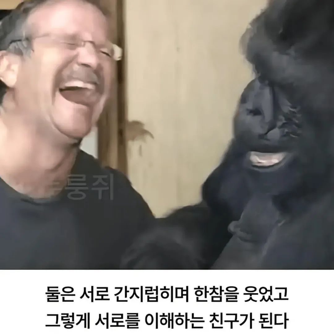세계 최초로 수어를 이용해 인간과의 대화에 성공한 고릴라 (8/16)