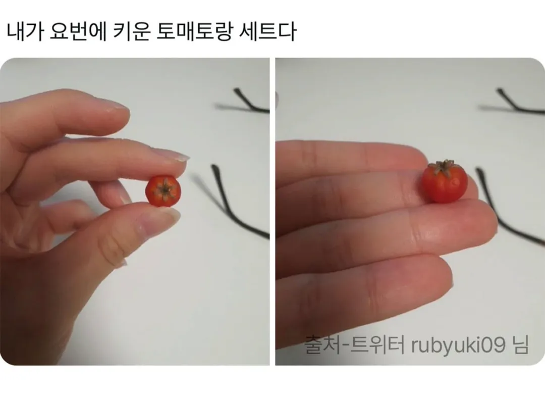 제가 직접 재배한거 보실분.jpg (9/10)