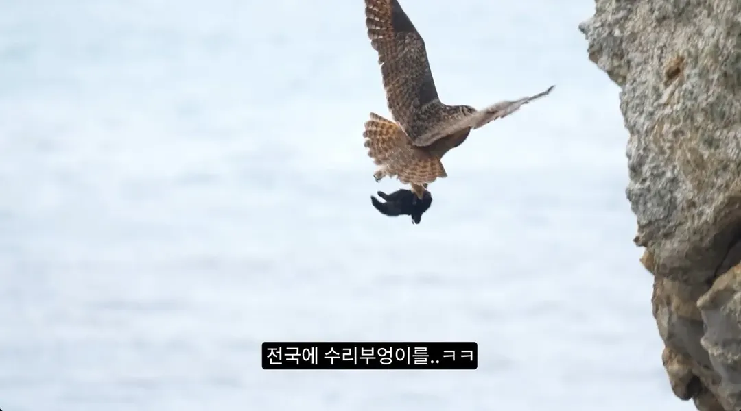 최근 수리부엉이가 먹이로 잡고 있다는 동물ㄷㄷ (7/12)