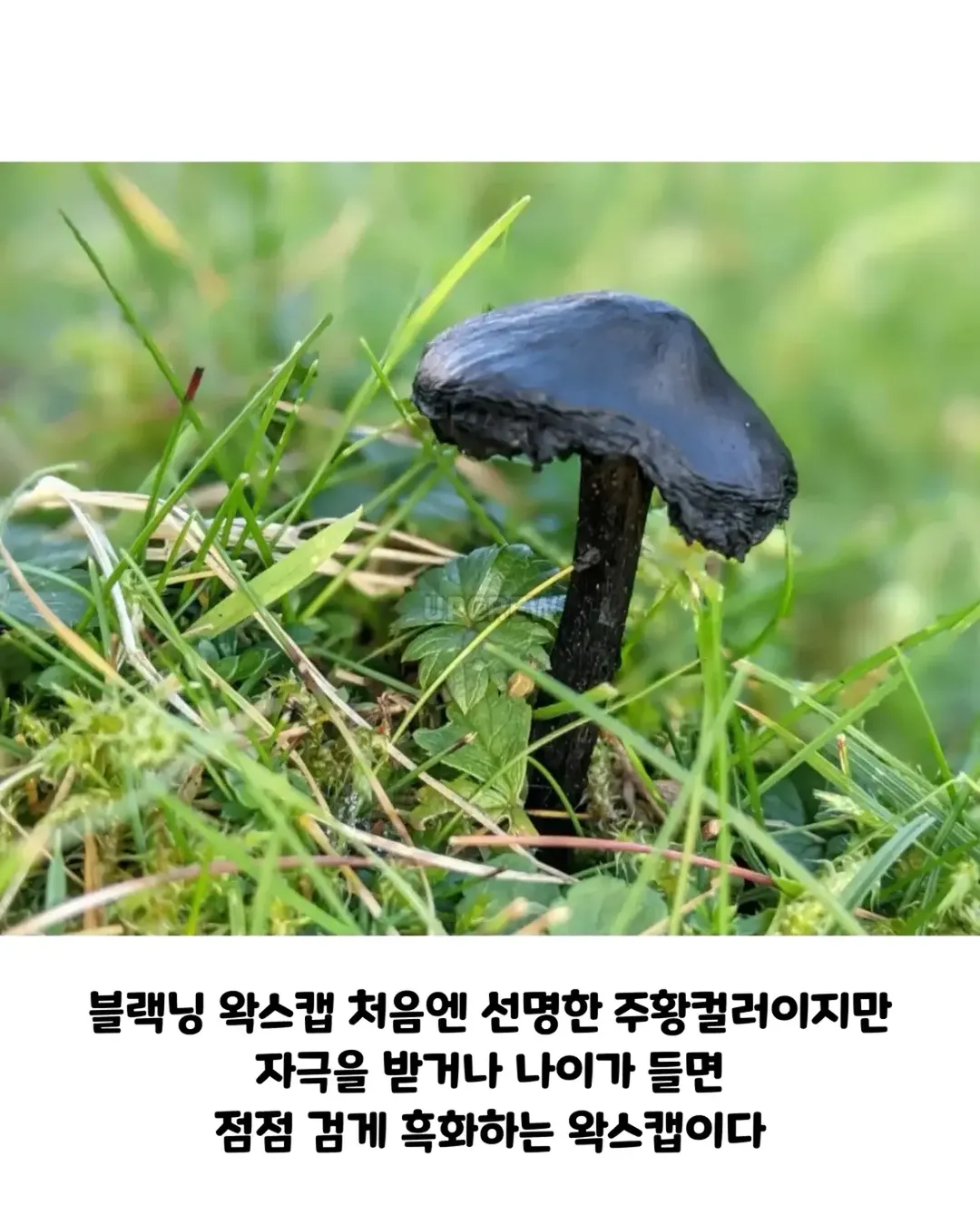 버섯갤러들이 환장하는 버섯.jpg (8/19)
