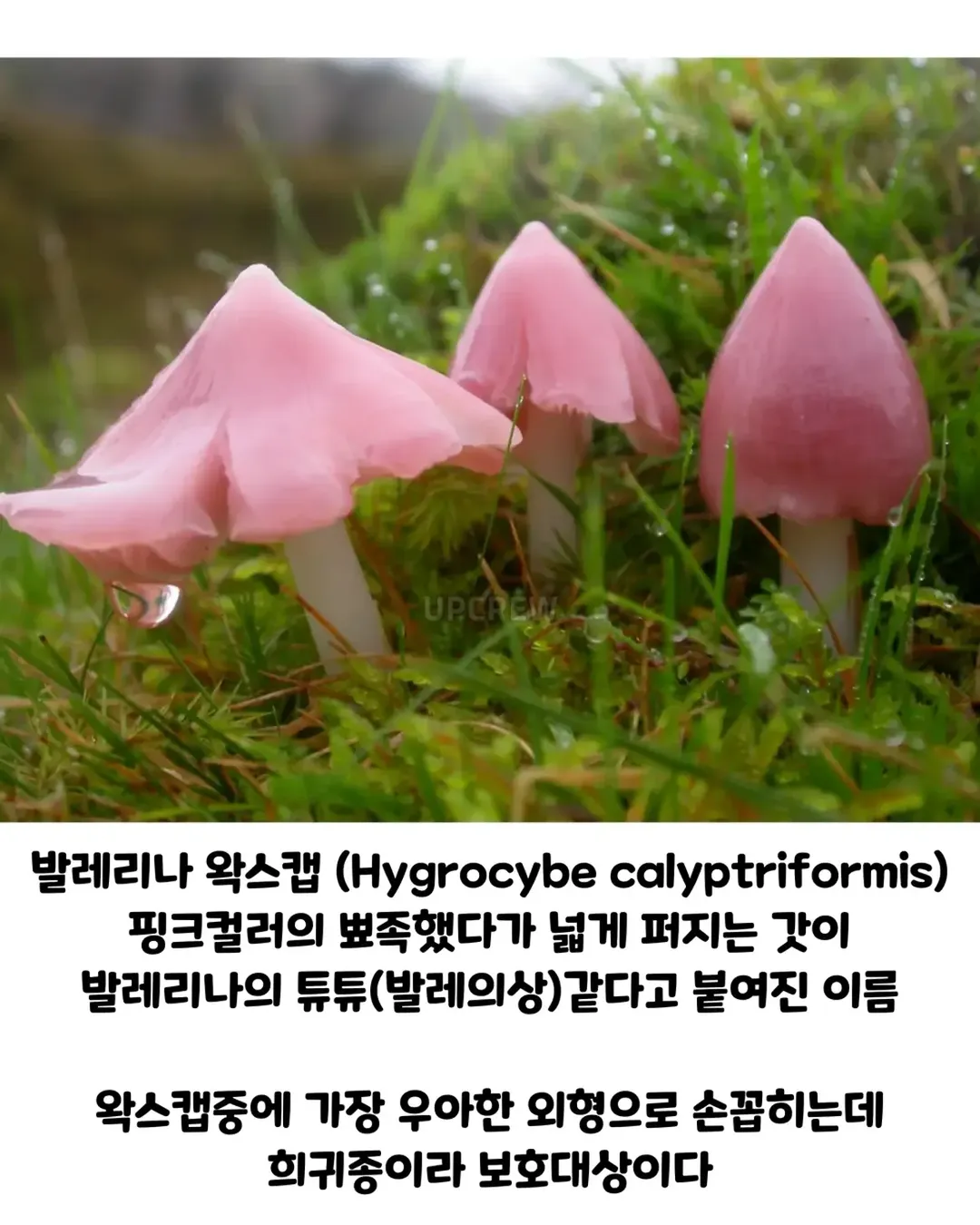 버섯갤러들이 환장하는 버섯.jpg (9/19)