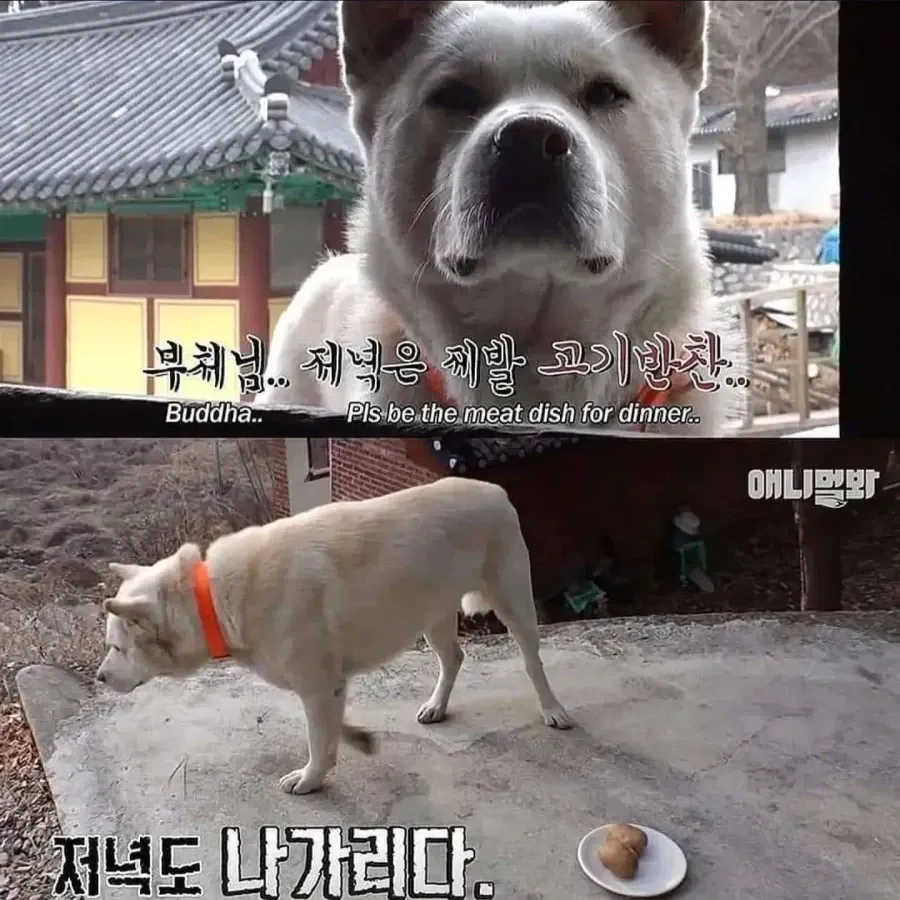 절에사는 개가 식탐이없는이유 (8/8)