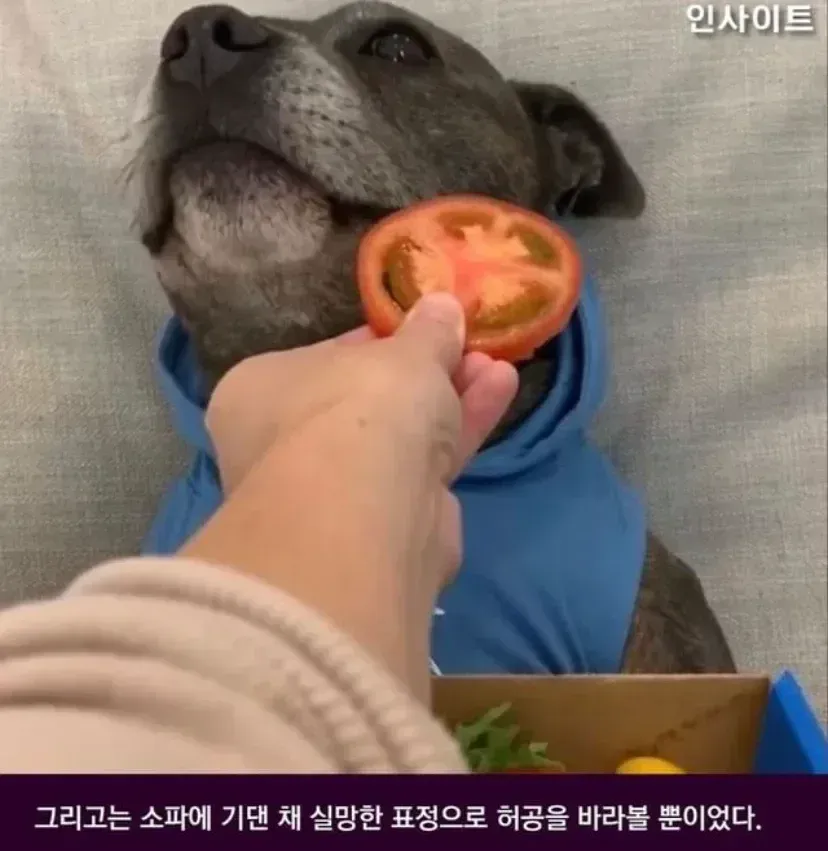 피자 먹는 줄 알고 잔뜩 기대한 강아지 (3/3)