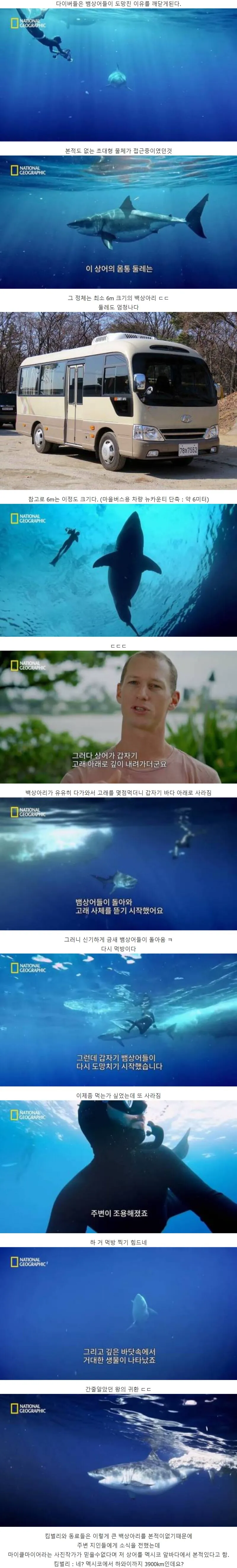 고래 먹방하던 상어들이 사라진 이유 (3/4)