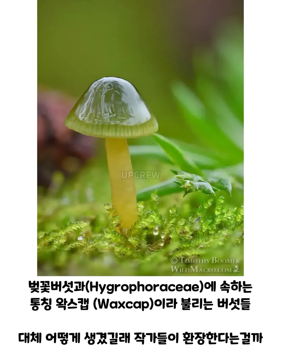 버섯갤러들이 환장하는 버섯.jpg (2/19)