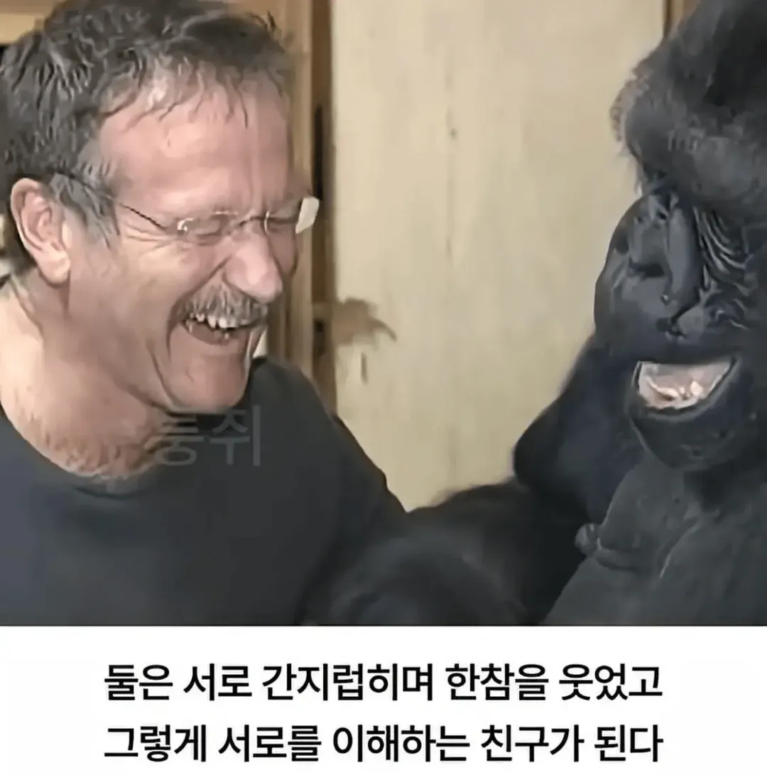 세계 최초로 수어를 이용해 인간과의 대화에 성공한 고릴라 (7/16)