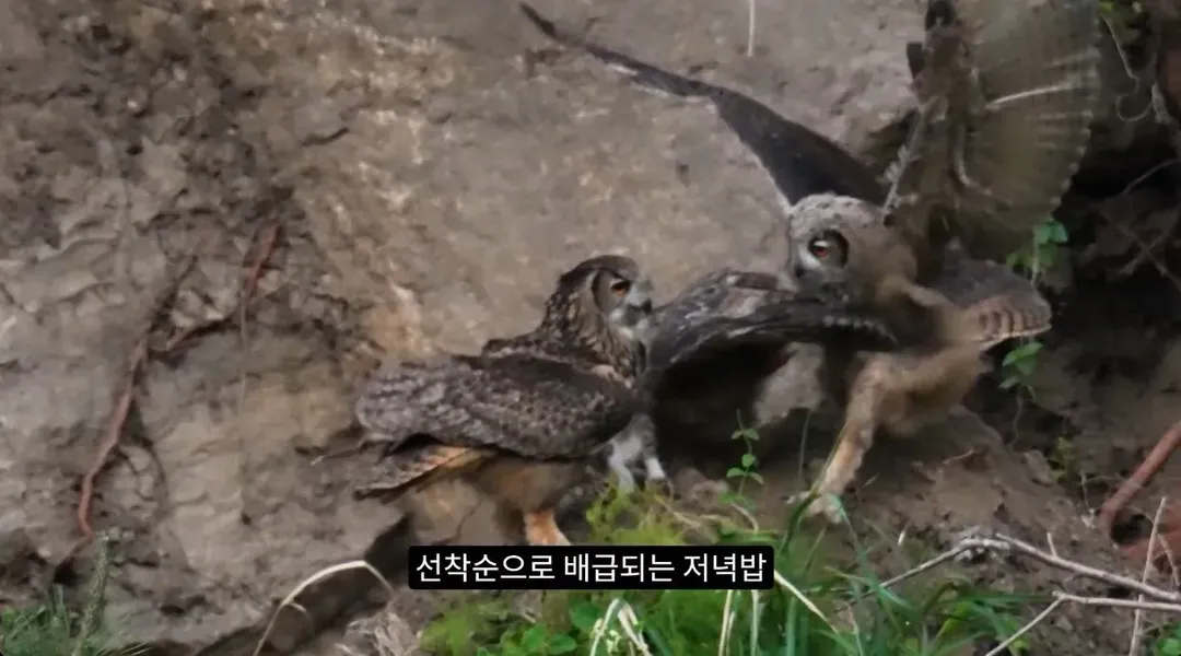 최근 수리부엉이가 먹이로 잡고 있다는 동물ㄷㄷ (8/12)