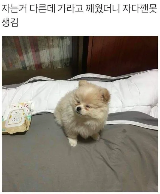닭갈비 한 대 패주려다 붙잡힌 야옹이. (19/20)