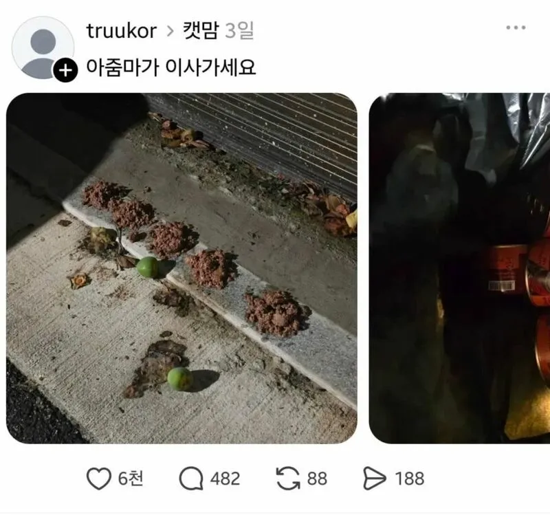 임자 제대로 만난 캣맘 ㅋㅋㅋㅋ (4/7)