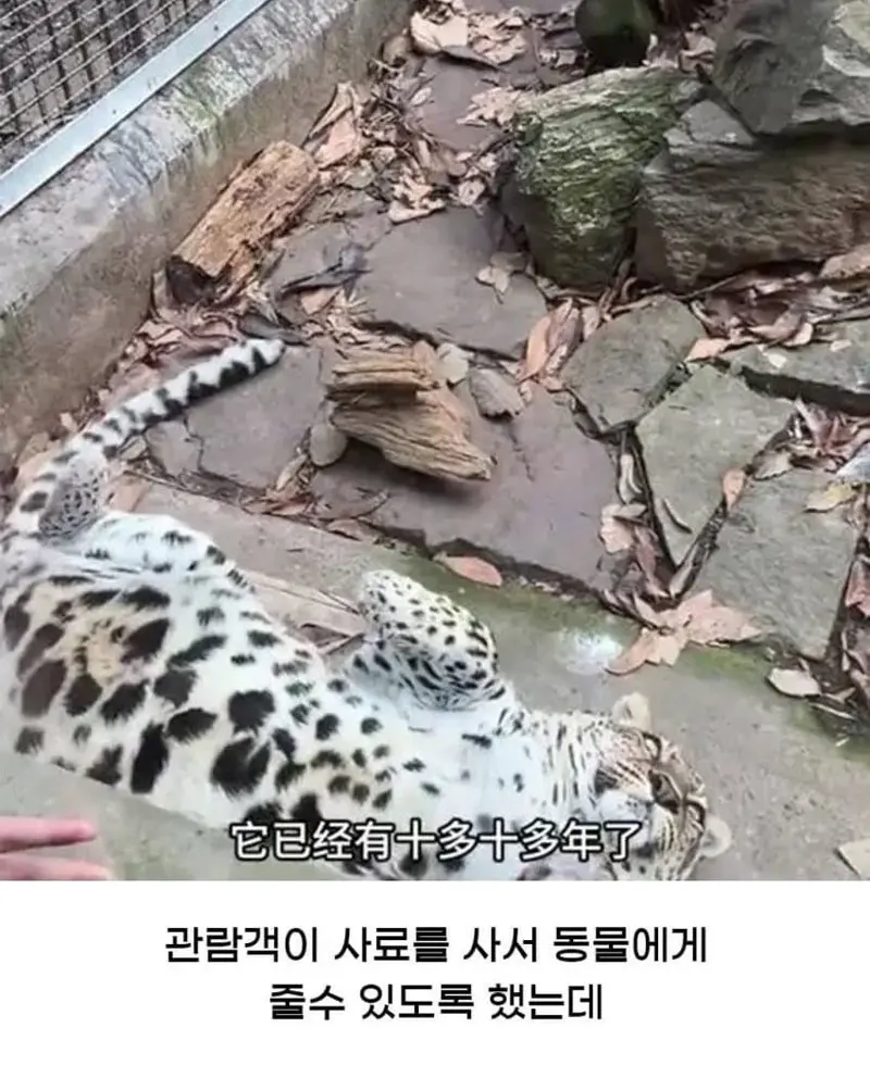 싱글벙글 중국 동물원 대참사.jpg (2/6)