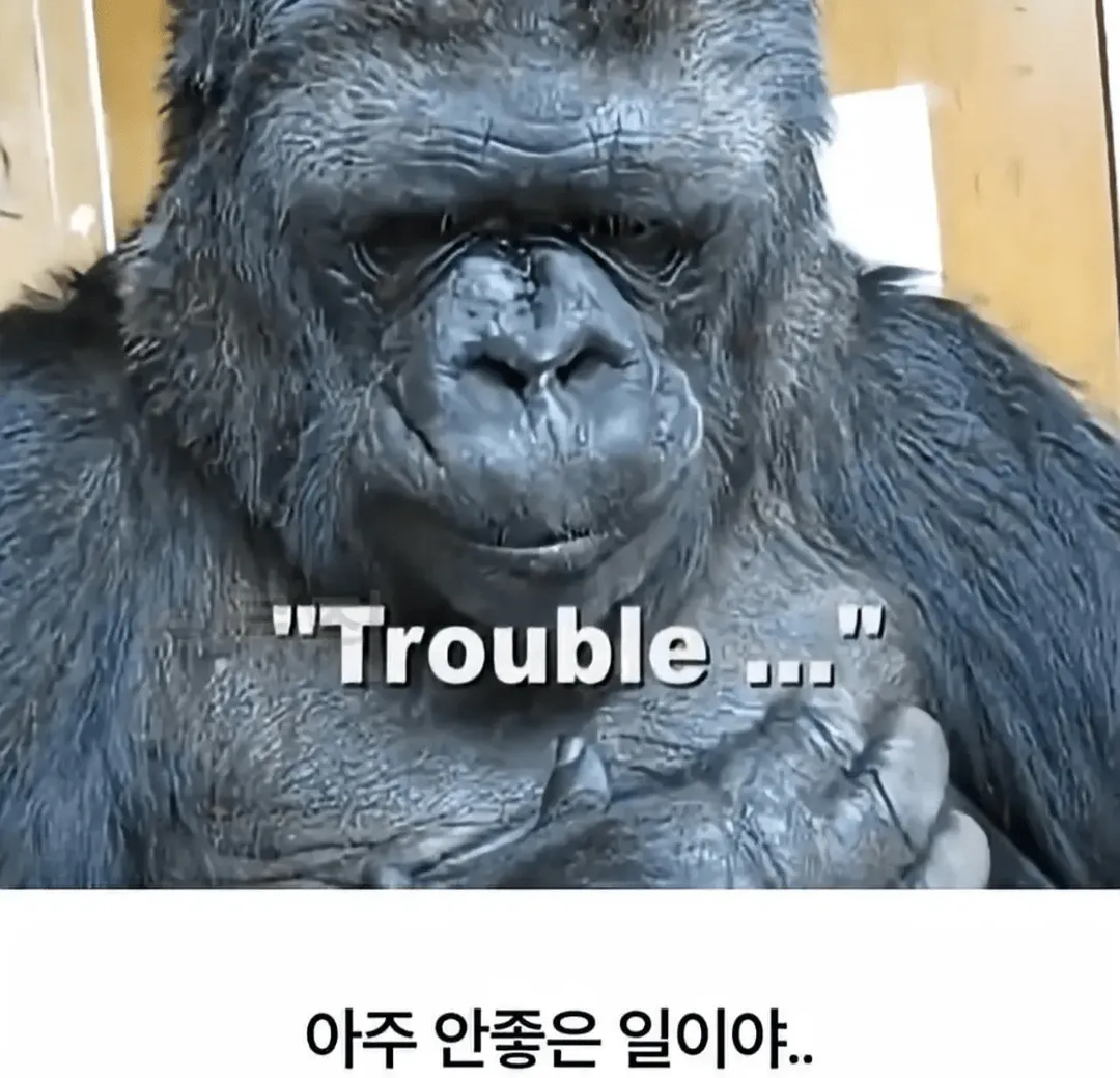 세계 최초로 수어를 이용해 인간과의 대화에 성공한 고릴라 (14/16)