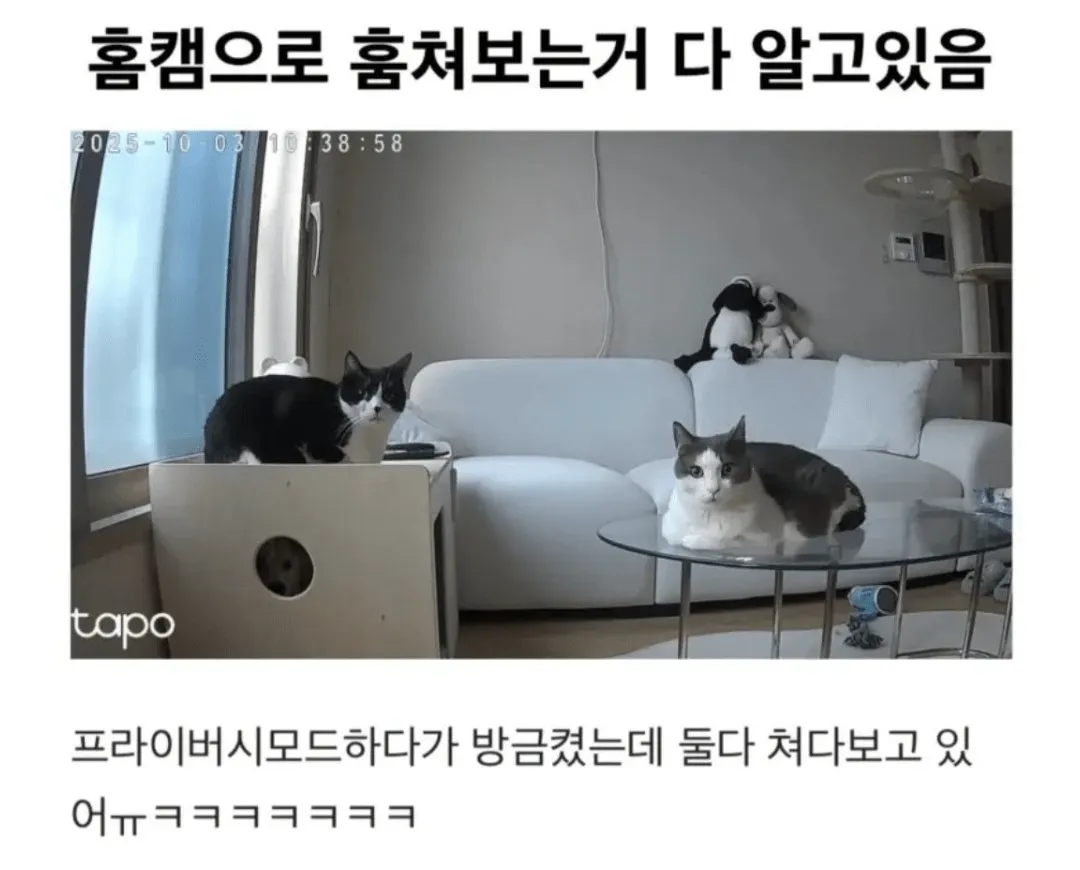 강아지한테 어디 아프냐고 물어보면.jpg (2/20)