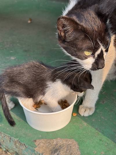 공장 고양이 아깽이 낳았는데 이거 봐...jpg (2/6)