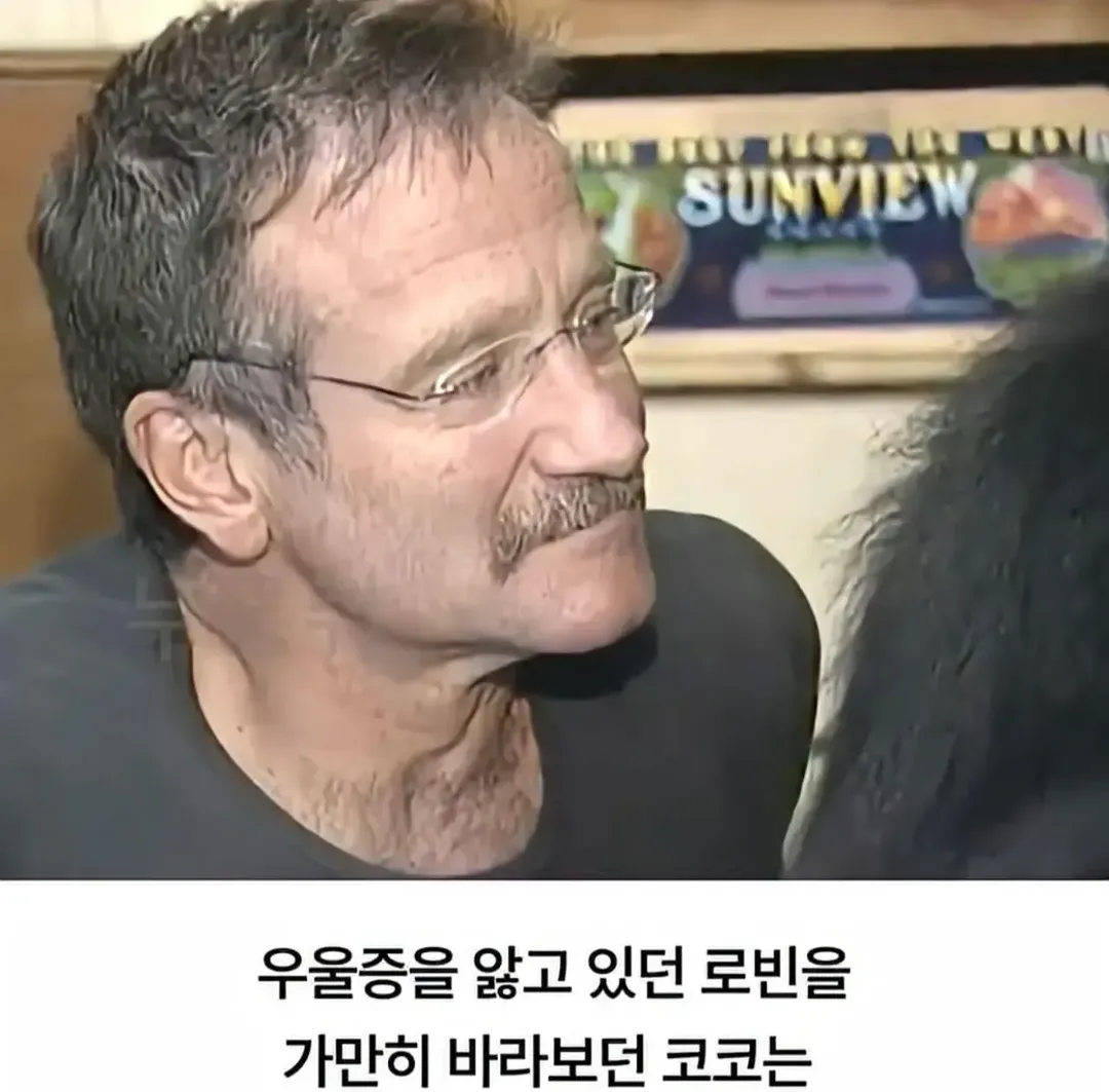 세계 최초로 수어를 이용해 인간과의 대화에 성공한 고릴라 (5/16)