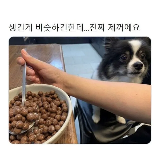 운전하는데 강아지가 인사해 줌 (14/20)