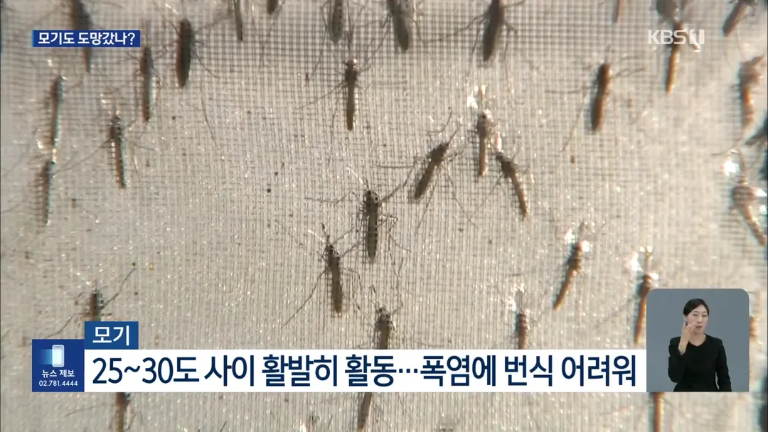 모기도 못버틴 폭염, 개체수 1/3 급감 (6/8)