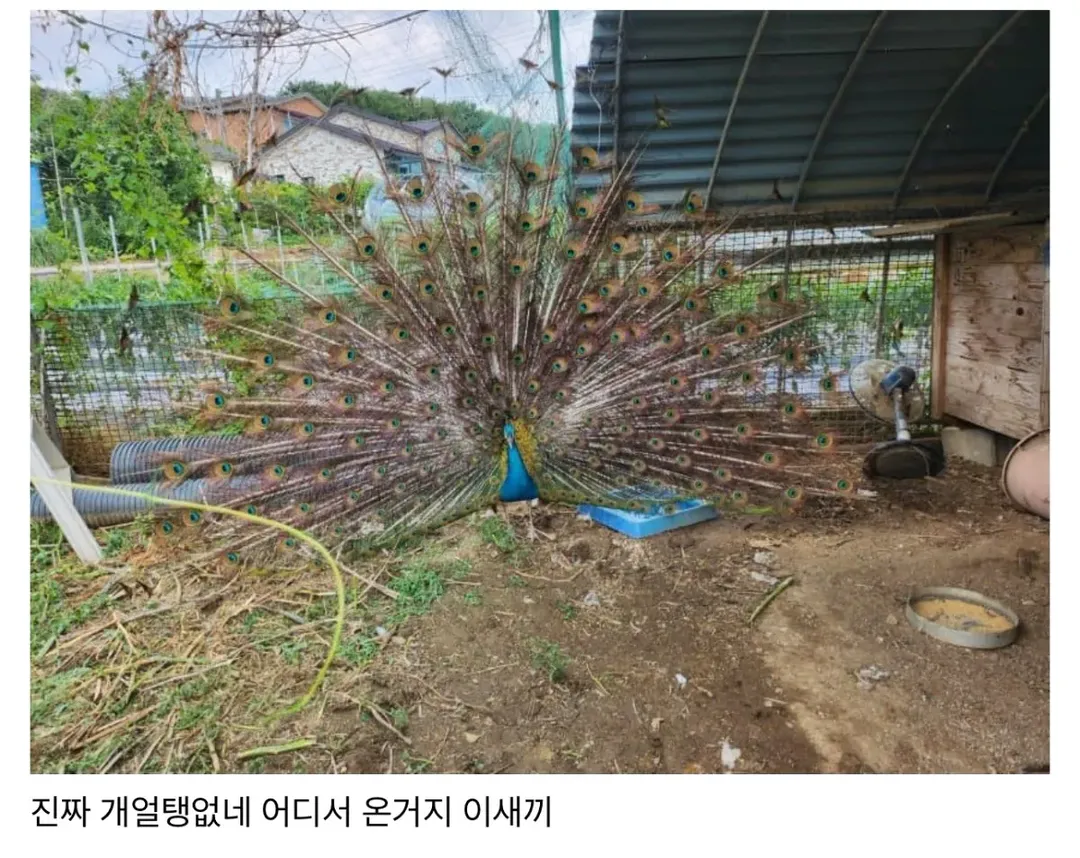 친구네 집 닭장에 공작 들어옴 (2/2)