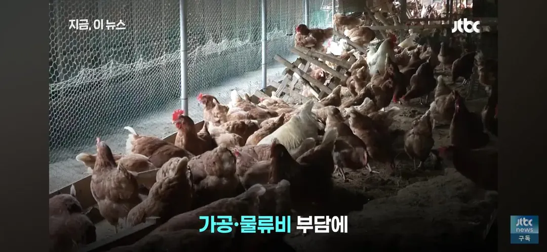 닭값 떨어지니 눈치보는 치킨업계.. (10/15)