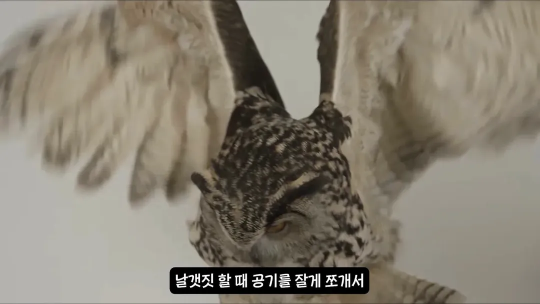 날아다니는 소리가 전혀 안나는 조류.mp4 (3/6)