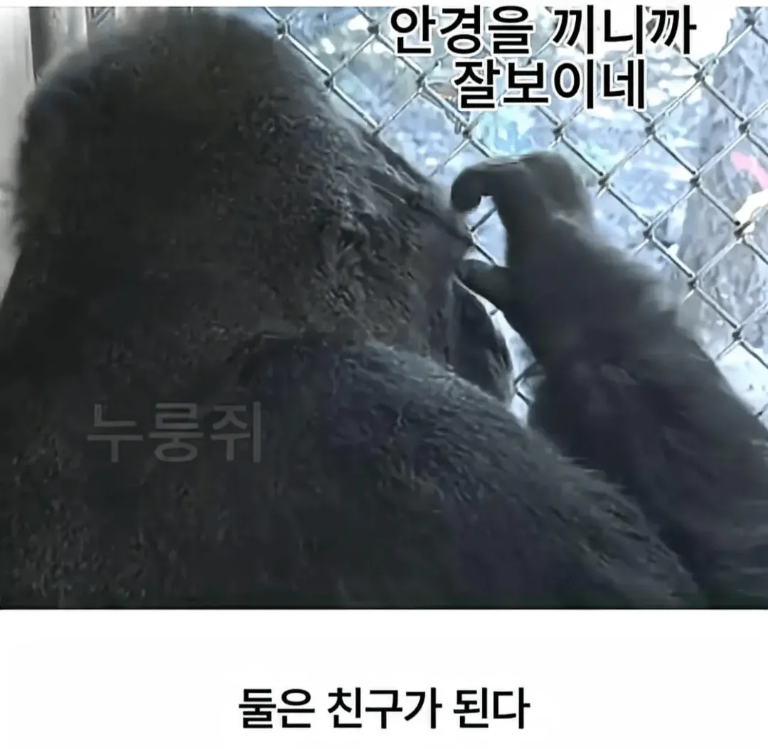 세계 최초로 수어를 이용해 인간과의 대화에 성공한 고릴라 (4/16)