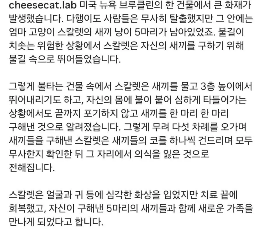 새끼 구하러 불길속에 뛰어든 고양이.gif (2/4)