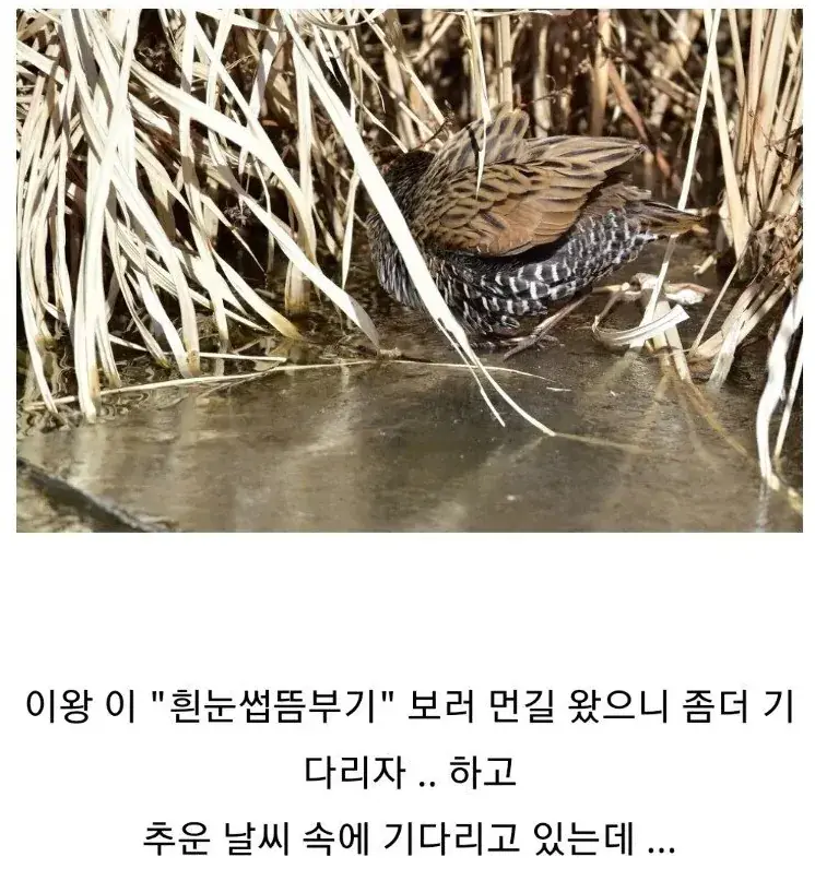 조류 동호회 회원들이 망연자실한 이유.jpg (2/3)
