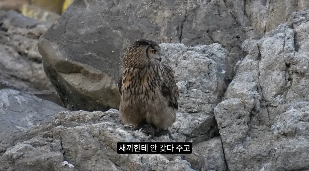 최근 수리부엉이가 먹이로 잡고 있다는 동물ㄷㄷ (2/12)