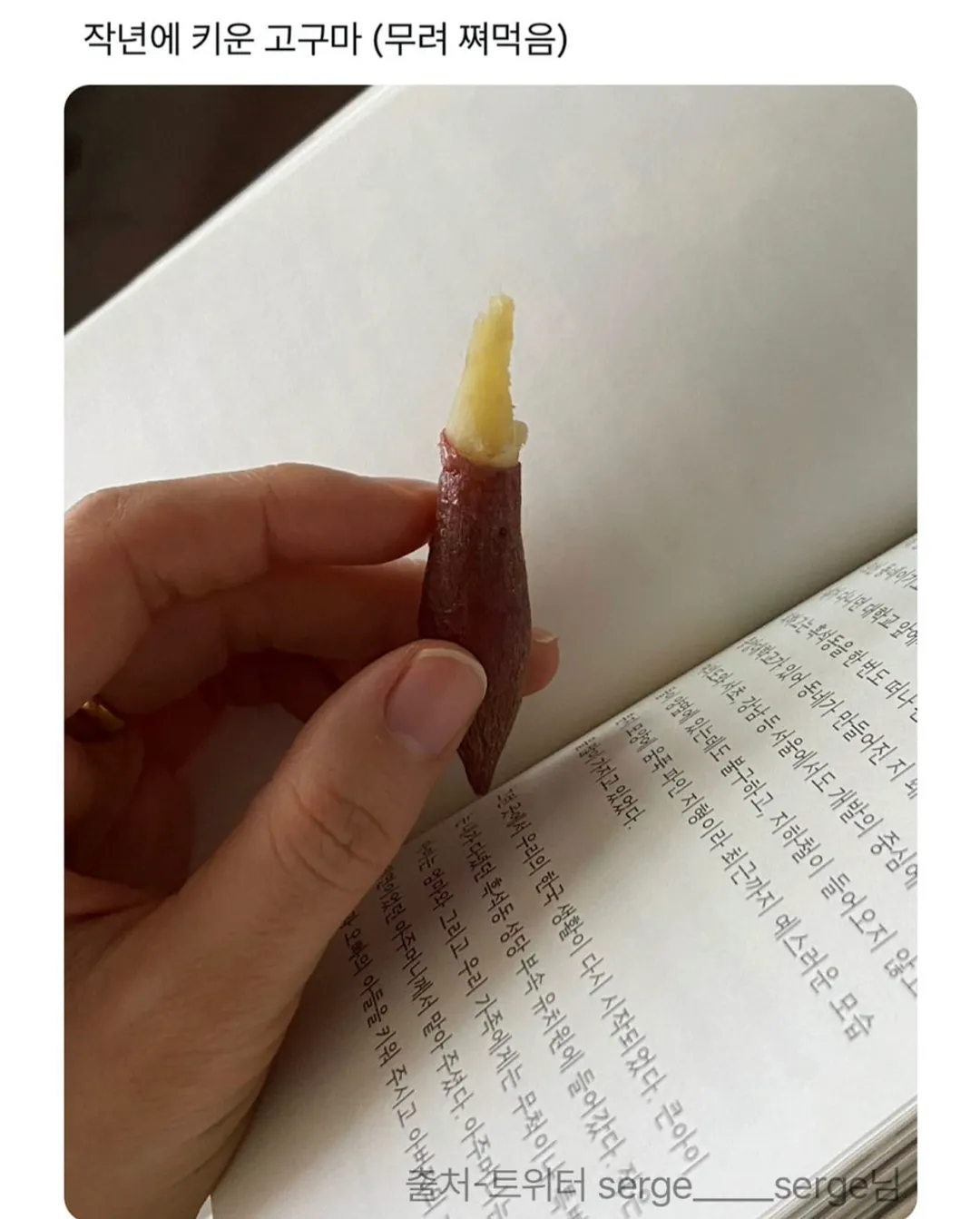 제가 직접 재배한거 보실분.jpg (5/10)