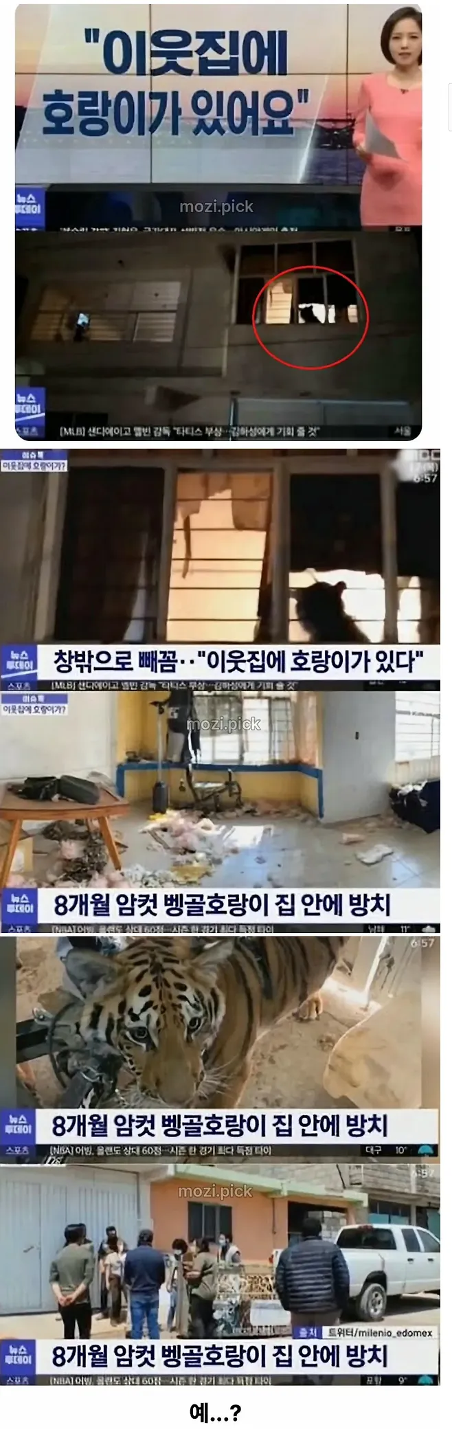 그림자 보고 집에 호랑이 있다고 신고한 결과