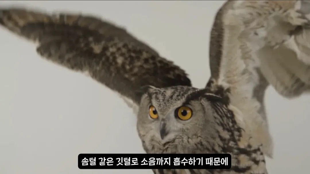 날아다니는 소리가 전혀 안나는 조류.mp4 (5/6)