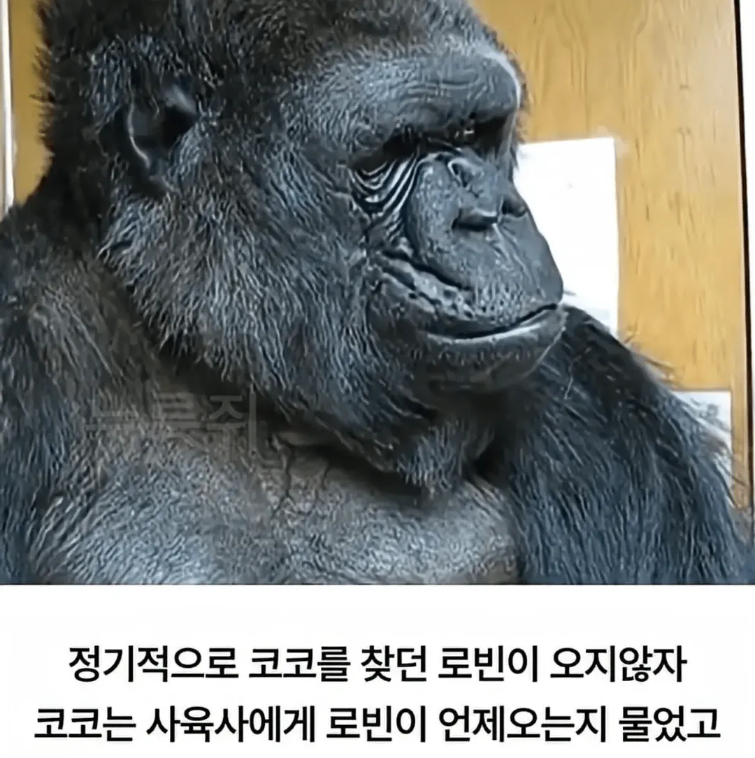 세계 최초로 수어를 이용해 인간과의 대화에 성공한 고릴라 (9/16)