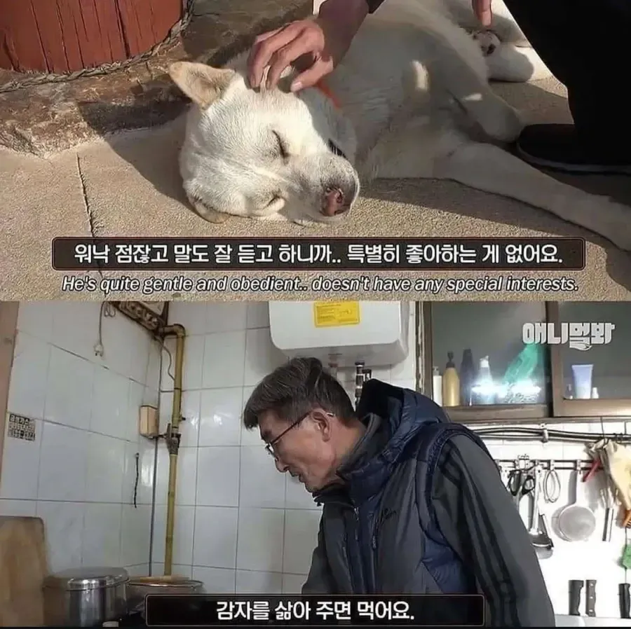 절에사는 개가 식탐이없는이유 (2/8)