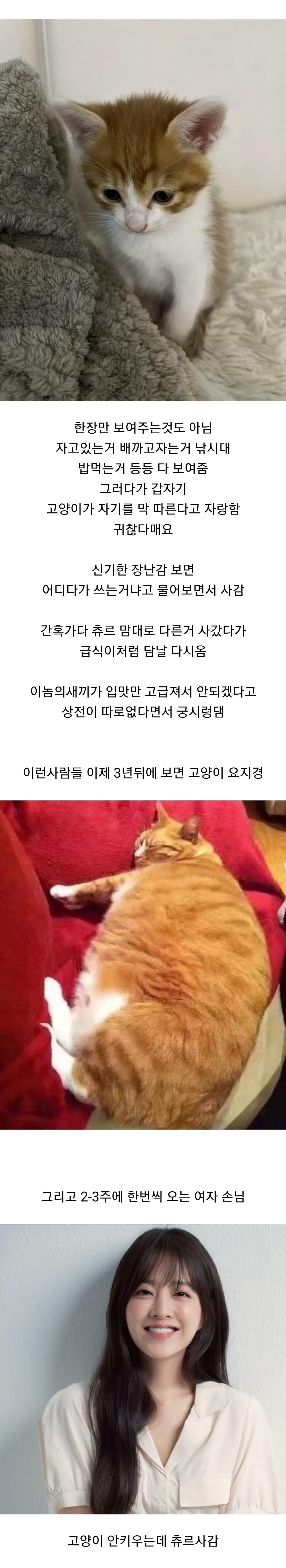 고양이 용품샵에서 일하는 직원이 말하는 손님들 관상 (4/4)