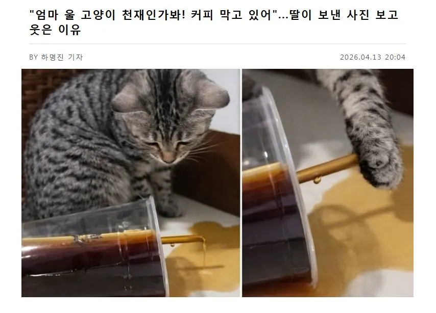 닭갈비 한 대 패주려다 붙잡힌 야옹이. (2/20)