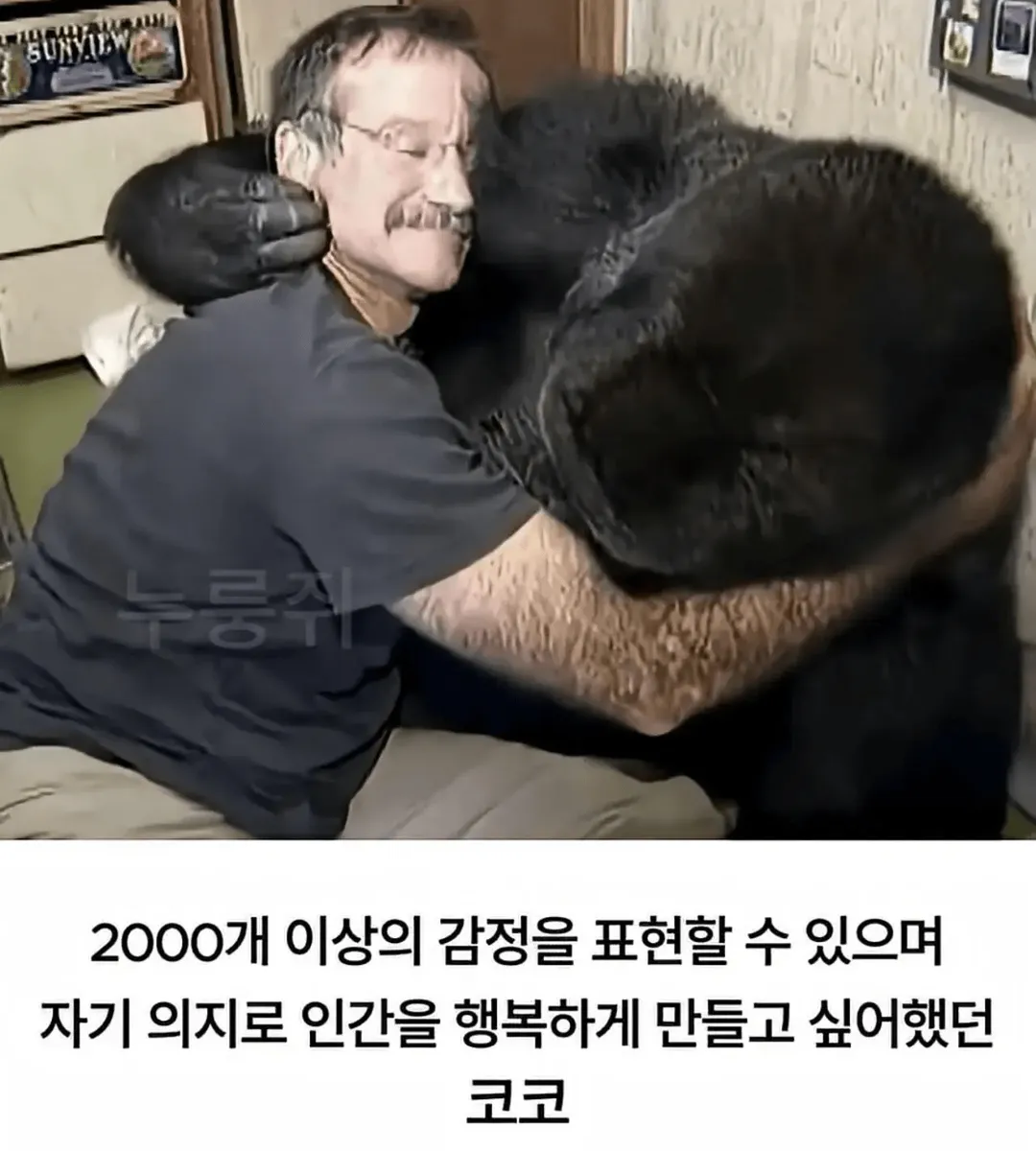세계 최초로 수어를 이용해 인간과의 대화에 성공한 고릴라 (15/16)