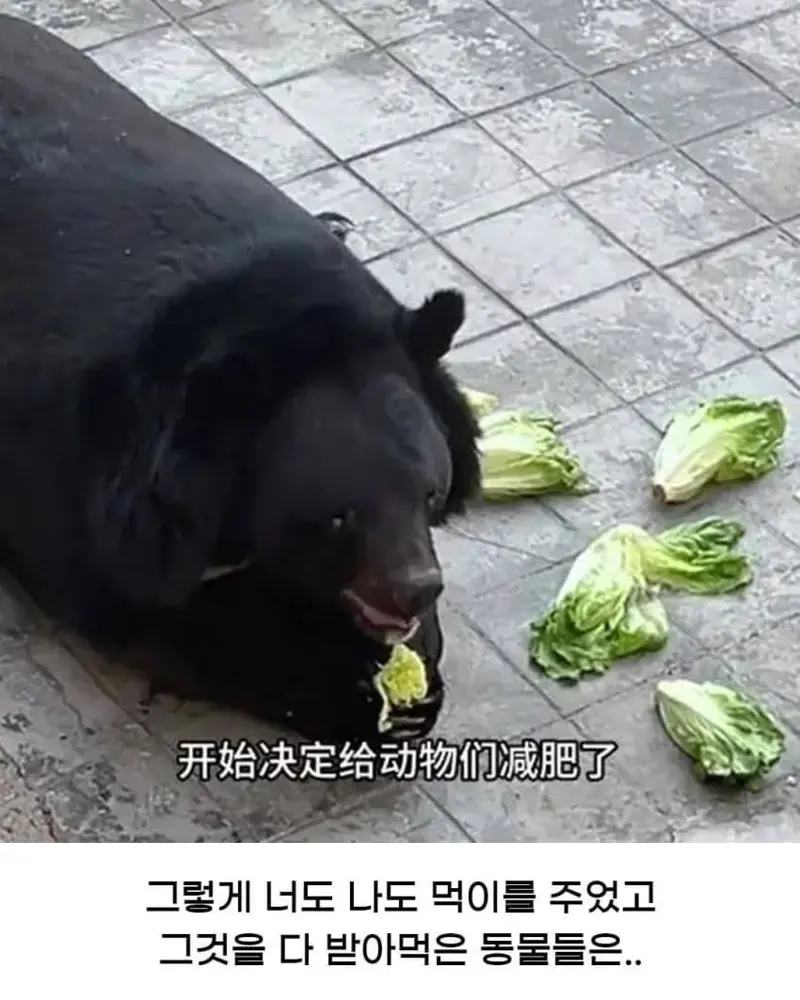 싱글벙글 중국 동물원 대참사.jpg (3/6)