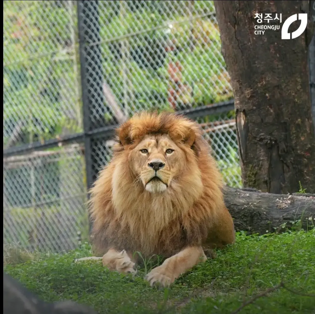 갈비사자 바람이가 오늘 세상을 떠남ㅠㅠ (3/4)