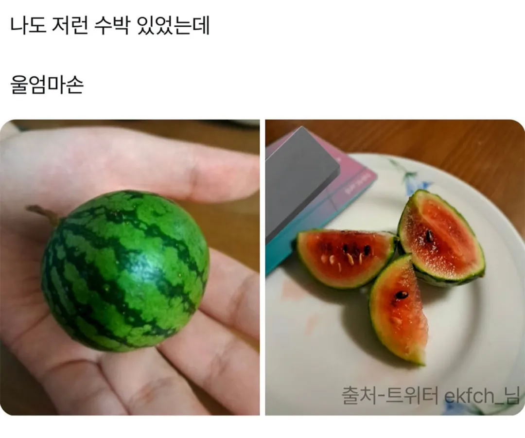 제가 직접 재배한거 보실분.jpg (6/10)