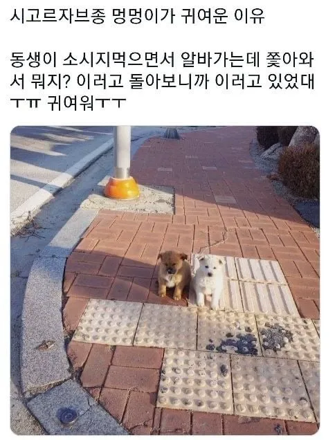 운전하는데 강아지가 인사해 줌 (6/20)