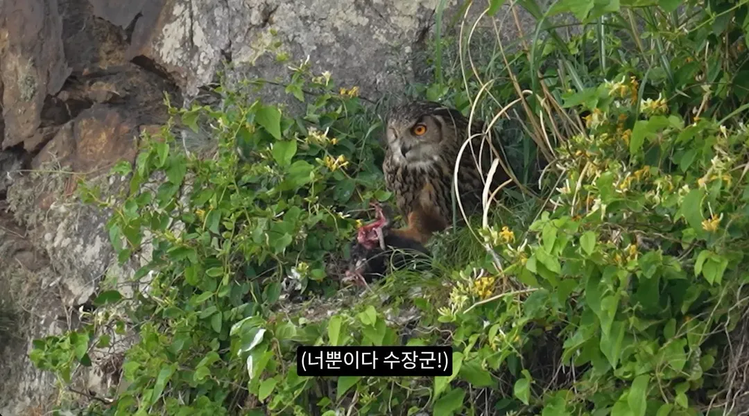 최근 수리부엉이가 먹이로 잡고 있다는 동물ㄷㄷ (12/12)