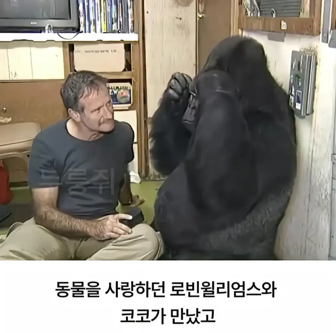 세계 최초로 수어를 이용해 인간과의 대화에 성공한 고릴라 (2/16)